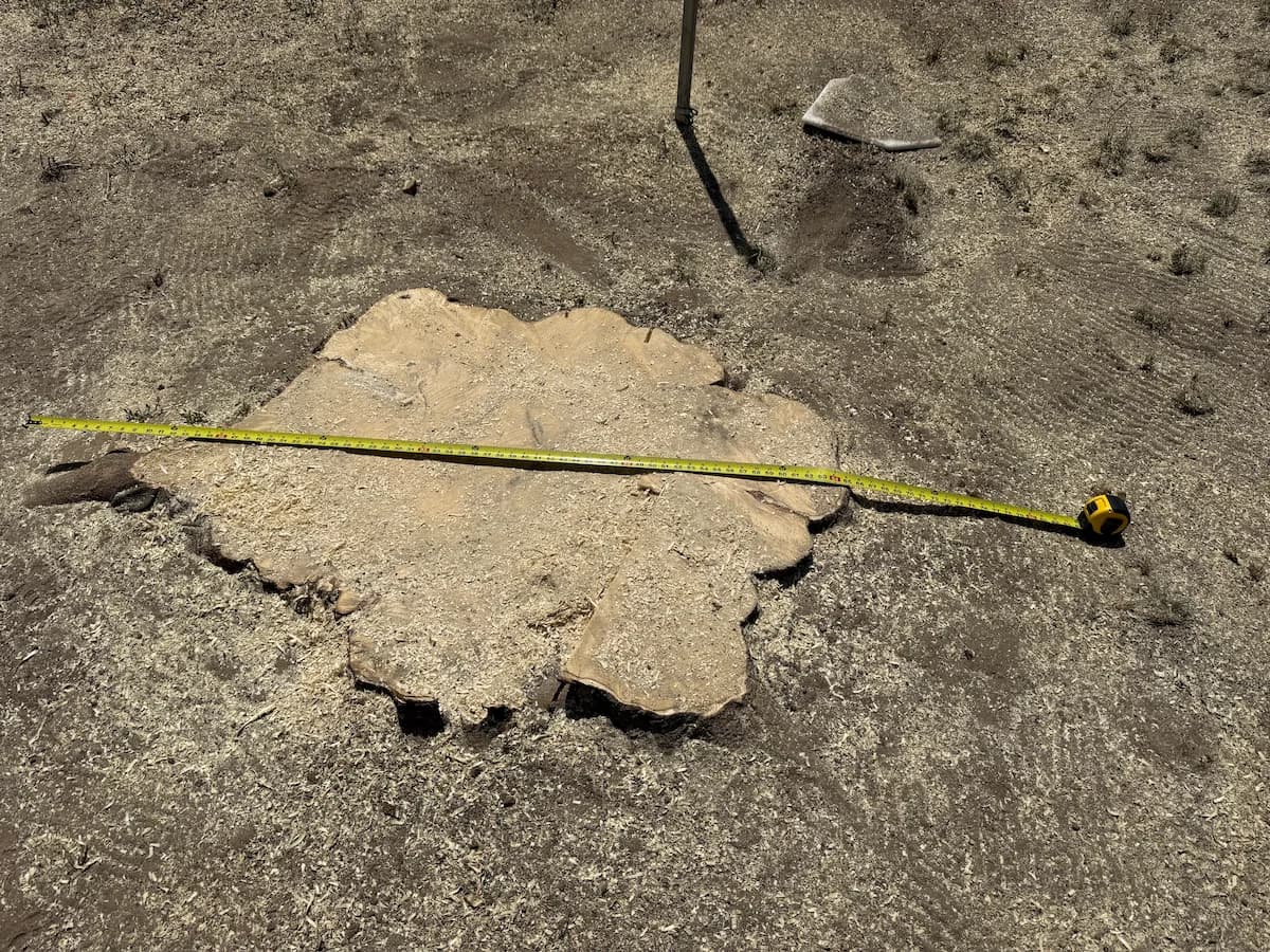 Stump grinding work example 5