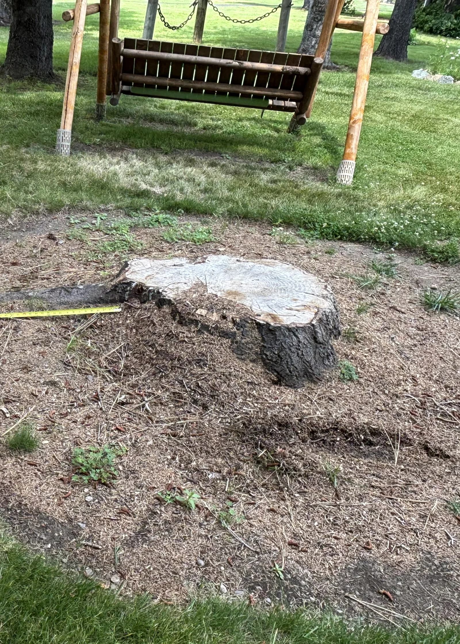 Before stump removal